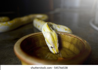 Albino Python Drink Water With Nice Light