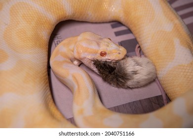 Albino Python Eating Death Rat Closeup