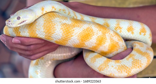 The Albino Python Is Extremely Rare Snake