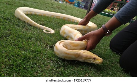 Largest Snake World Images Stock Photos Vectors Shutterstock