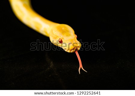 albino python snake