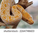 An albino python that shows its head and part of its body is on a tree trunk in a garden