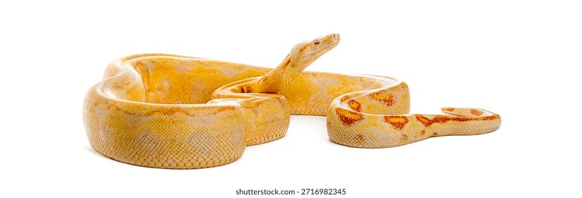 Albino python with yellow and orange patterns resting and looking up