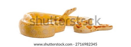 Albino python with yellow and orange patterns resting and looking up