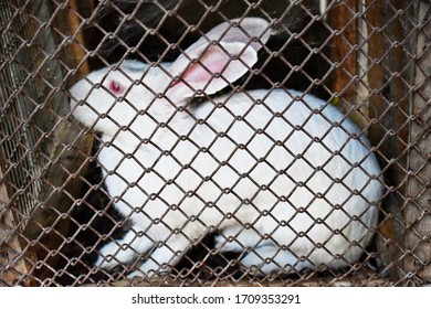 Albino Rabbit Sitting In A Cage