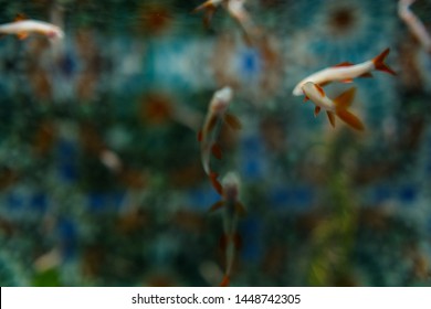 Albino Rainbow Shark Fish In Tank. Selective Focus