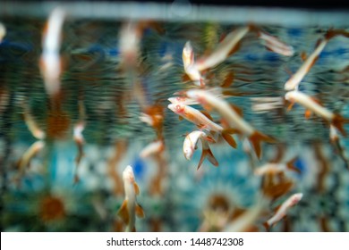 Albino rainbow shark fish in tank. selective focus