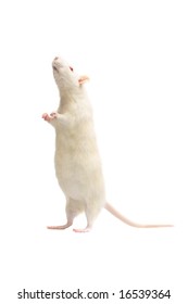 albino rat isolated on white background