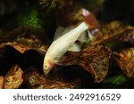 Albino Red tail black shark (Epalzeorhynchos bicolor)