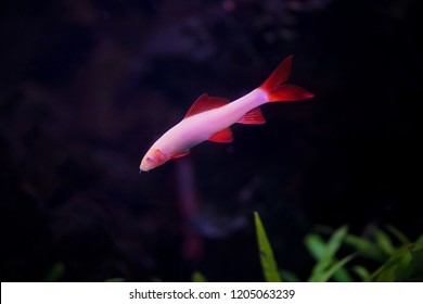 Albino Red-fin Shark, Albino Rainbow Sharkminnow, Epalzeorhynchos frenatum (Labeo frenatus)
