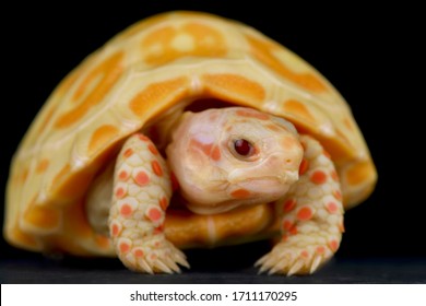 Albino Red-footed Tortoise (chelonoidis Carbonarius)