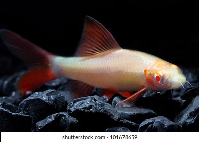 Albino Red-tail Shark