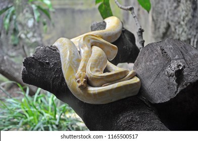 Albino Reticulated Python