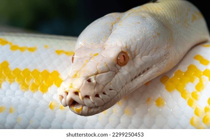 Albino Reticulated Python closeup, Tirta Gangga Royal Water Garden, East Bali, Indonesia