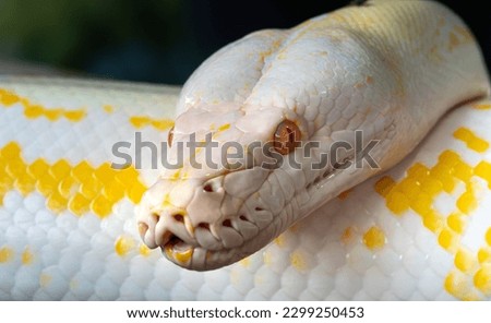 Albino Reticulated Python closeup, Tirta Gangga Royal Water Garden, East Bali, Indonesia