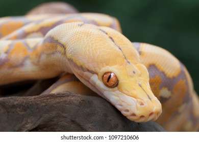 Albino Reticulated Python (Purple Phase)