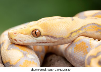 Albino Reticulated Python (Purple Phase) 