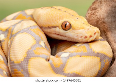 Albino Reticulated Python (Purple Phase)