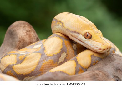 Albino Reticulated Python (Purple Phase)