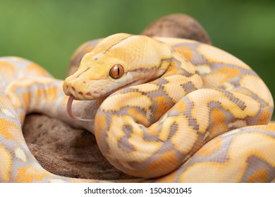 Albino Reticulated Python (Purple Phase)