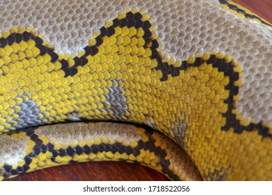 846 Large yellow python Images, Stock Photos & Vectors | Shutterstock