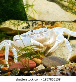 Albino River Crab Potamon Sp. In Natural Environment, Extreme Close-up Of The Claw. Zoology, Carcinology, Environmental Protection Theme