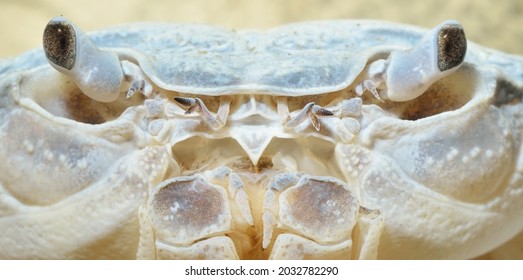 Albino River Crab Potamon Sp. In Natural Environment, Extreme Close-up Of The Eyes. Zoology, Carcinology, Environmental Protection Theme