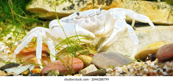 Albino River Crab Potamon Sp. In Natural Environment, Extreme Close-up Of The Claw. Zoology, Carcinology, Environmental Protection Theme