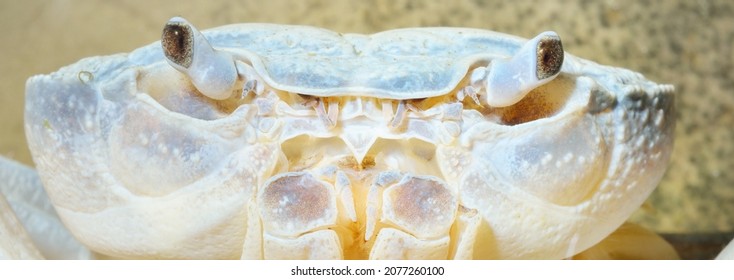 Albino River Crab Potamon Sp. In Natural Environment, Extreme Close-up. Zoology, Carcinology, Environmental Protection In Italy