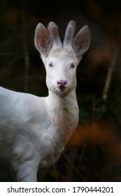 An Albino Roe Deer Buck