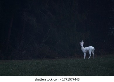 An Albino Roe Deer Buck