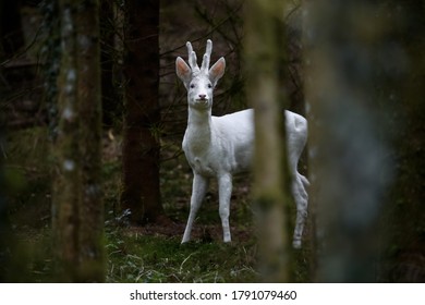 An Albino Roe Deer Buck In A Forest