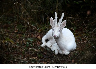 An Albino Roe Deer Buck In A Forest