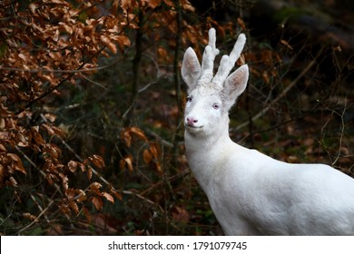 Albino Roe Deer Buck In The Forest