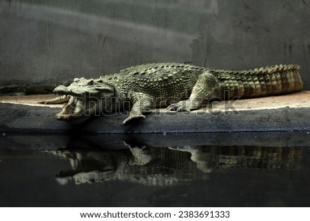Albino saltwater crocodile or Crocodylus porosus. Like other albino animals, their striking lack of pigmentation really sets them apart from others, their skin being white or pale yellowish.