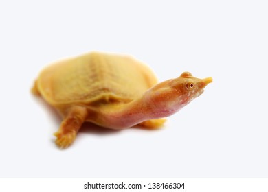 Albino Soft-shelled Turtle