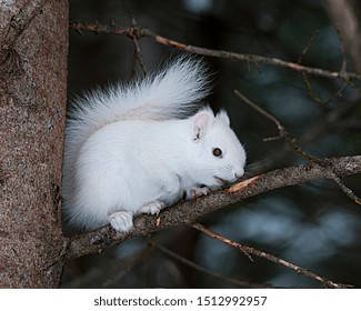 897 Albino squirrel Images, Stock Photos & Vectors | Shutterstock