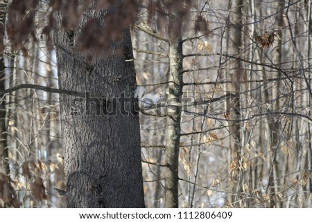 albino squirrel tree stock photo edit now 1112806409 shutterstock