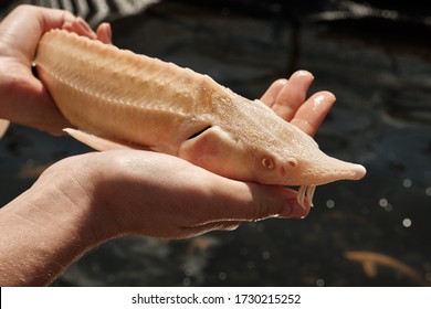 Albino Sterlet (Acipenser Ruthenus) In The Hands Of A Fisherman. Wildlife Animal. Fish Farm. Cultivation, Care, Obtaining Caviar. Natural Habitat.