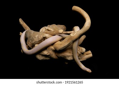 Albino Striped Common Kingsnake Isolated On A Black Background