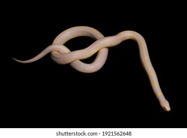 Albino Striped Common Kingsnake Isolated On A Black Background