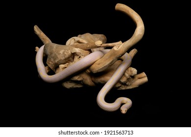 Albino Striped Common Kingsnake Isolated On A Black Background