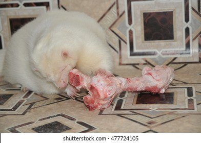 Albino Striped Skunk Eating