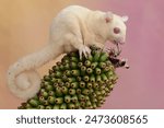 An albino sugar glider is eating the carcass of a small bird. This marsupial animal has the scientific name Petaurus breviceps.