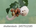 An albino sugar glider is eating peanut butter fruit. This marsupial mammal has the scientific name Petaurus breviceps.