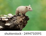 An albino sugar glider forages on a rotting tree trunk covered in fungus. This marsupial has the scientific name Petaurus breviceps.