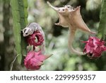 An albino sugar glider mother is gliding towards a ripe dragon fruit on a tree while holding her baby. This mammal has the scientific name Petaurus breviceps.
