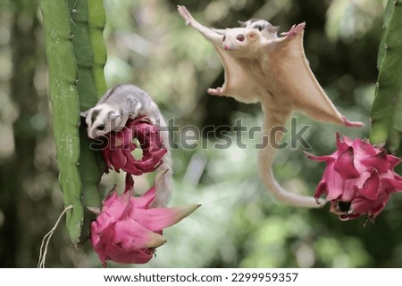 An albino sugar glider mother is gliding towards a ripe dragon fruit on a tree while holding her baby. This mammal has the scientific name Petaurus breviceps. Foto d'archivio © 