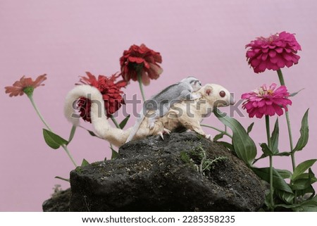 An albino sugar glider mother was looking for food in a flower garden while holding her two babies. This mammal has the scientific name Petaurus breviceps.