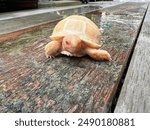 Albino sulcata  baby so cute turtle